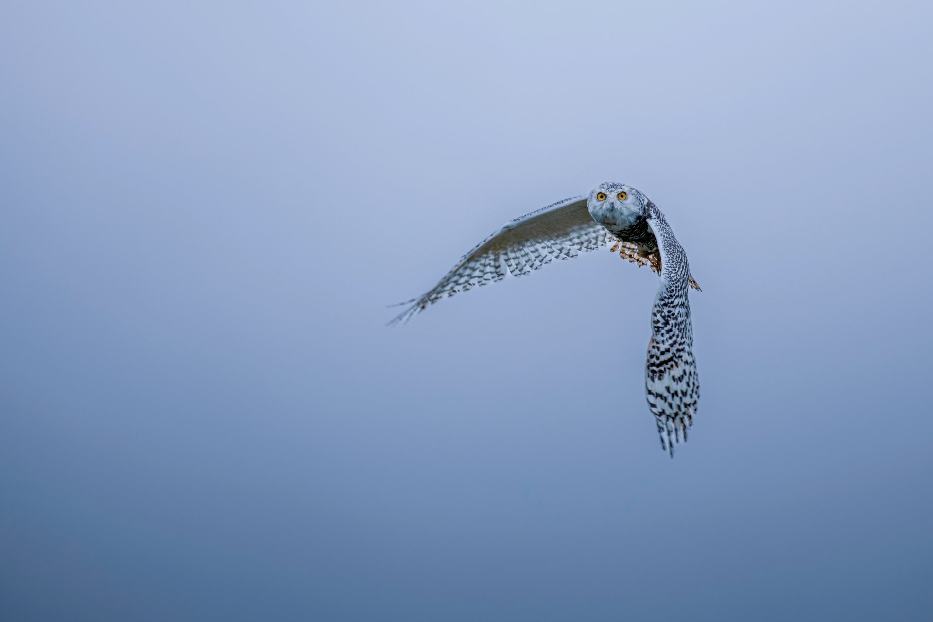 A snowy owl in mid-flight against a clear blue sky, captured in stunning 4K Ultra HD detail for a PC desktop wallpaper background.