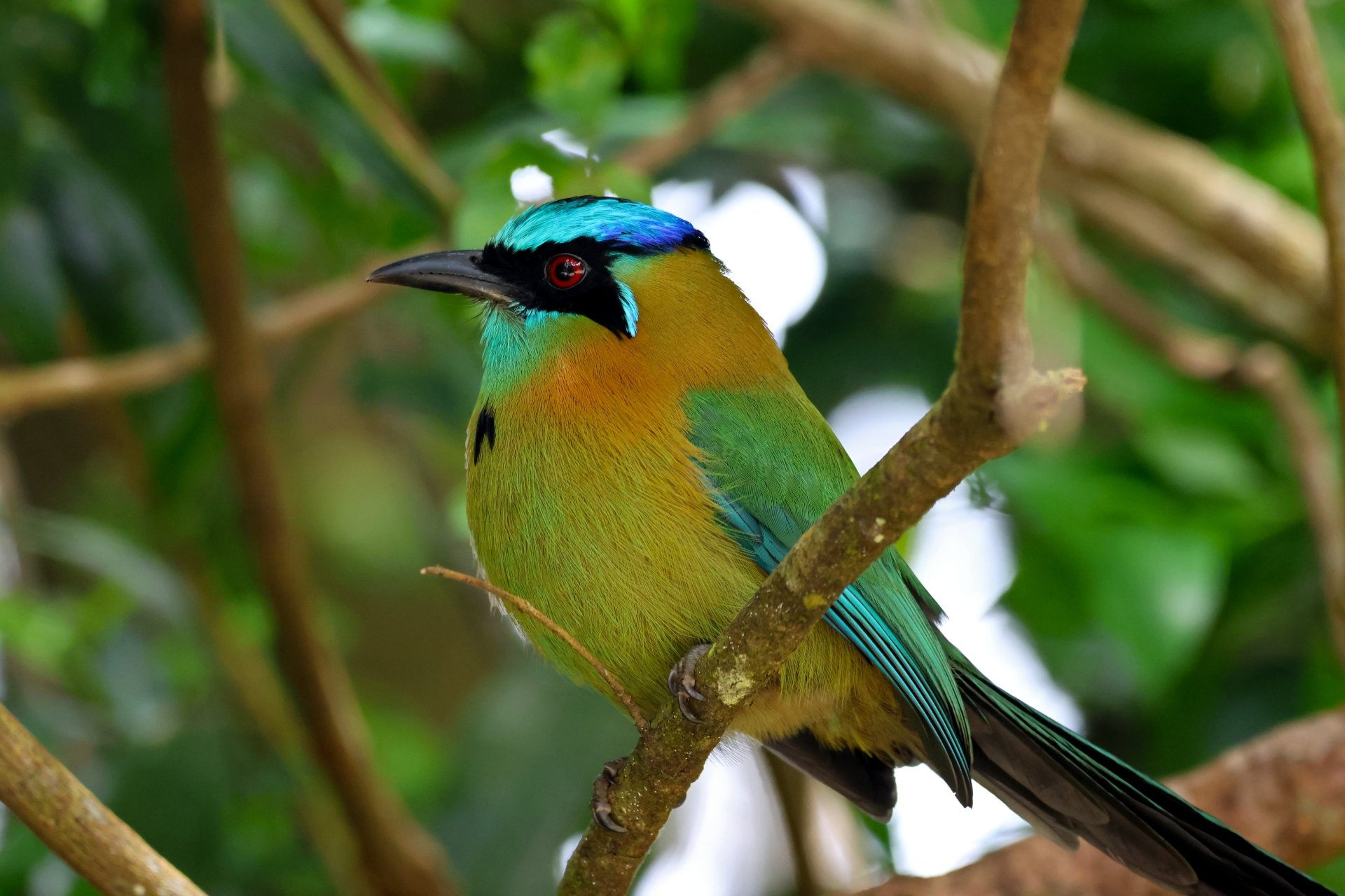 Download Lesson's Motmot Animal Motmot 4k Ultra HD Wallpaper by Frank ...