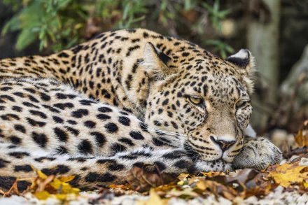 Animal leopard HD Desktop Wallpaper | Background Image