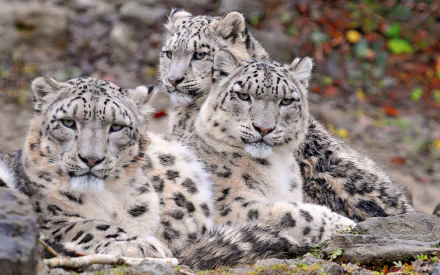 Animal snow leopard HD Desktop Wallpaper | Background Image