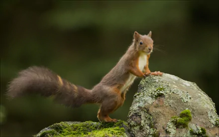 Animal squirrel HD Desktop Wallpaper | Background Image