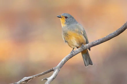 A Red-lored Whistler perched on a branch with a soft, blurred background, captured in stunning 4K Ultra HD detail.