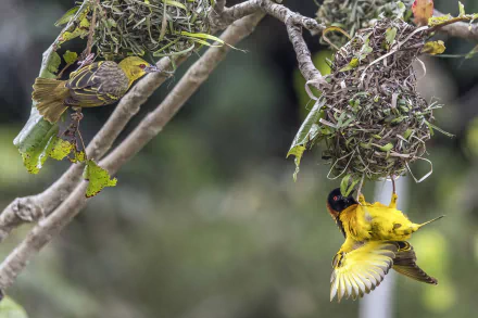  Village weaver (Ploceus cucullatus) - Kakum National Park, Ghana by Charles J. Sharp