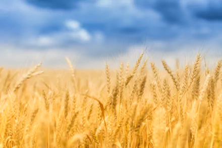 nature wheat harvest HD Desktop Wallpaper | Background Image
