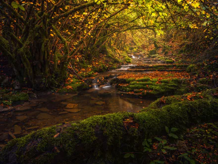 A serene forest stream flowing gently through lush greenery, creating a peaceful and refreshing ambiance for a relaxing HD desktop wallpaper.