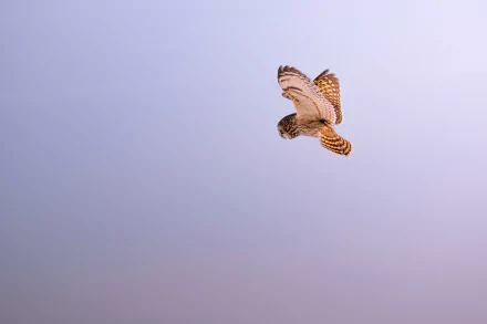  Short-eared owl (Asio flammeus) by Jeremy Hynes