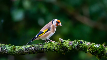 european goldfinch Animal goldfinch HD Desktop Wallpaper | Background Image