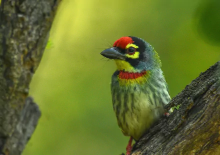 Coppersmith Barbet Animal Barbet HD Desktop Wallpaper | Background Image