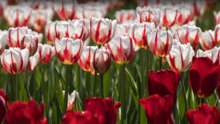 nature tulip HD Desktop Wallpaper | Background Image