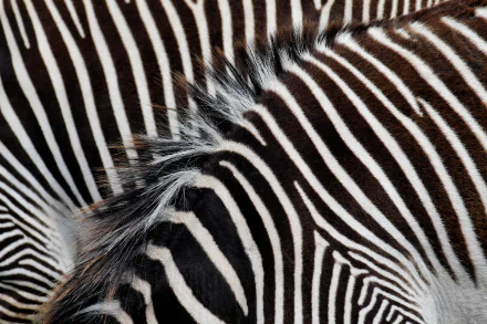  Zebra Stripes by Peter Steiner