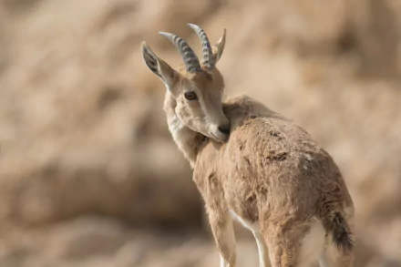Animal Nubian Ibex HD Desktop Wallpaper | Background Image