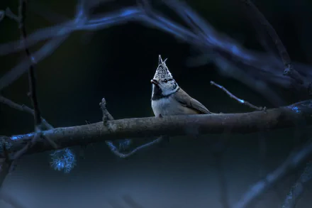 A crested tit perched on a branch in a dark, natural setting, captured in stunning 4K Ultra HD as a PC desktop wallpaper and background.