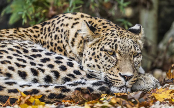 Animal leopard HD Desktop Wallpaper | Background Image