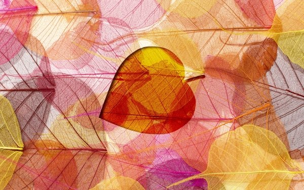 Artistic Leaf HD Wallpaper | Background Image