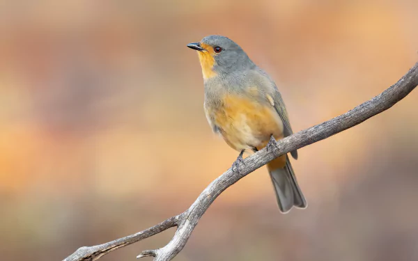 A Red-lored Whistler perched on a branch with a soft, blurred background, captured in stunning 4K Ultra HD detail.