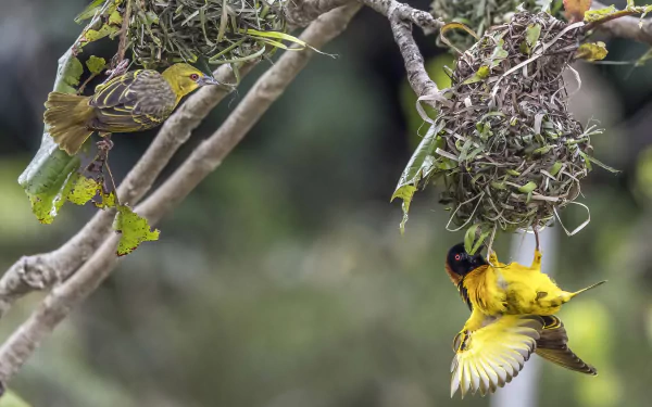  Village weaver (Ploceus cucullatus) - Kakum National Park, Ghana by Charles J. Sharp