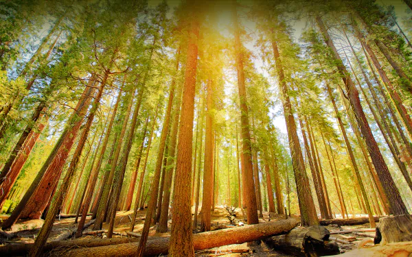 Mariposa Grove in Yosemite National Park, California