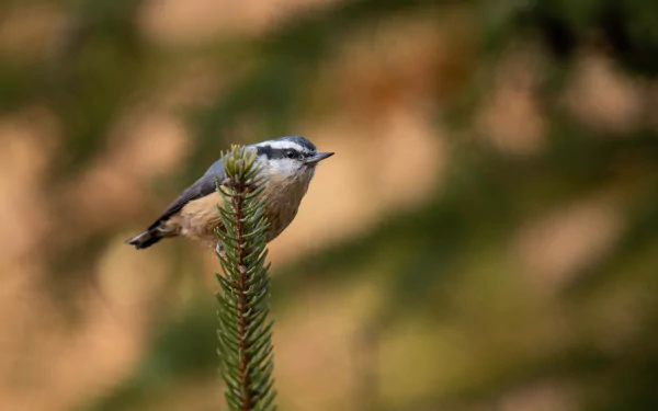  Red-breasted Nuthatch (Sitta canadensis) by Jeremy Hynes
