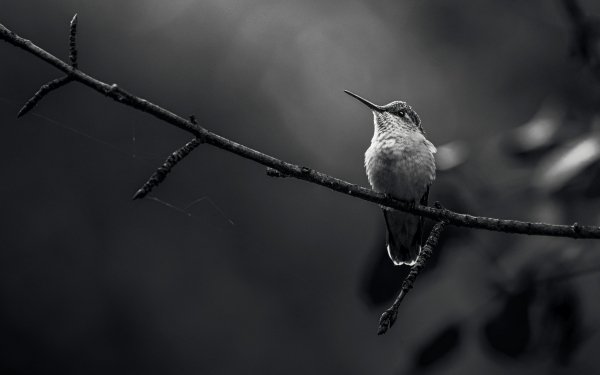 Animal Hummingbird Birds Hummingbirds Ruby-throated Hummingbird Black & White HD Wallpaper | Background Image