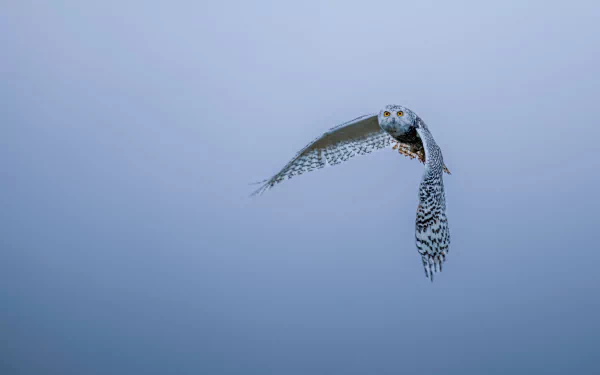 A snowy owl in mid-flight against a clear blue sky, captured in stunning 4K Ultra HD detail for a PC desktop wallpaper background.