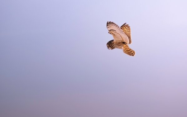 Animal Owl Birds Owls Short-eared owl HD Wallpaper | Background Image