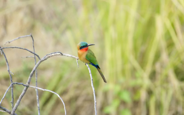 Red-throated Bee-eater Animal bee-eater HD Desktop Wallpaper | Background Image