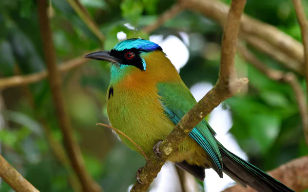 A vibrant Lesson's Motmot perched on a branch in lush green foliage, captured in stunning 4K Ultra HD for a detailed PC desktop wallpaper.