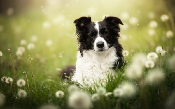 Animal Border Collie Dogs HD Wallpaper | Background Image