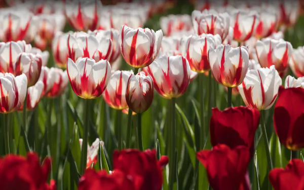 nature tulip HD Desktop Wallpaper | Background Image