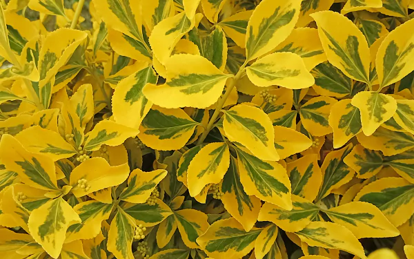  Euonymus fortunei