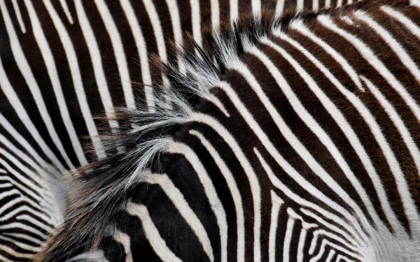  Zebra Stripes by Peter Steiner