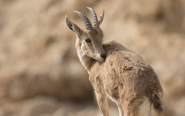 Animal Nubian Ibex HD Wallpaper | Background Image
