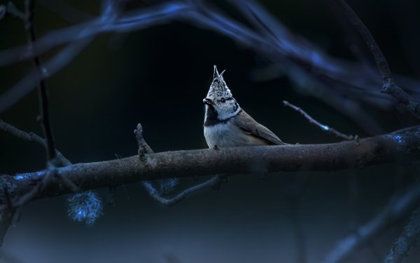 Animal Titmouse Birds Passerines Crested Tit HD Wallpaper | Background Image