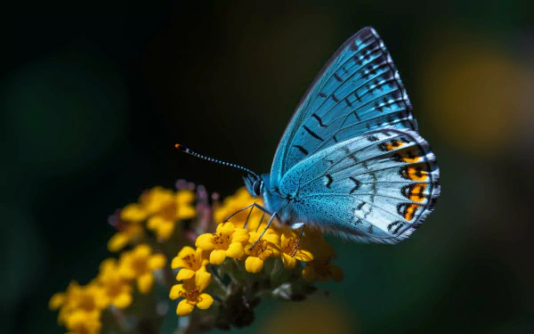 Vibrant butterfly close-up in HD desktop wallpaper.