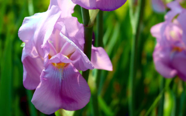  Purple Irises