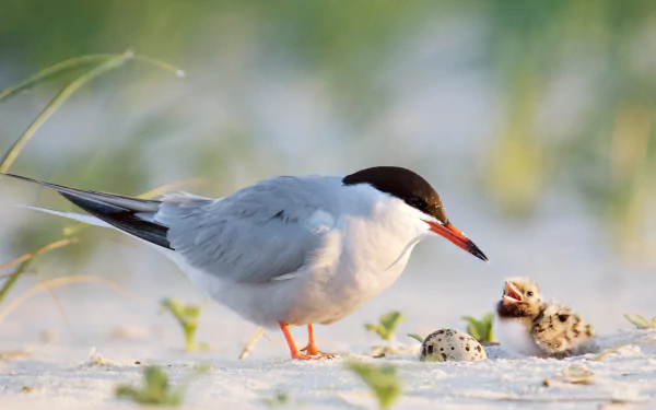  Common tern father with chick, Nickerson Beach, Long Island, New York