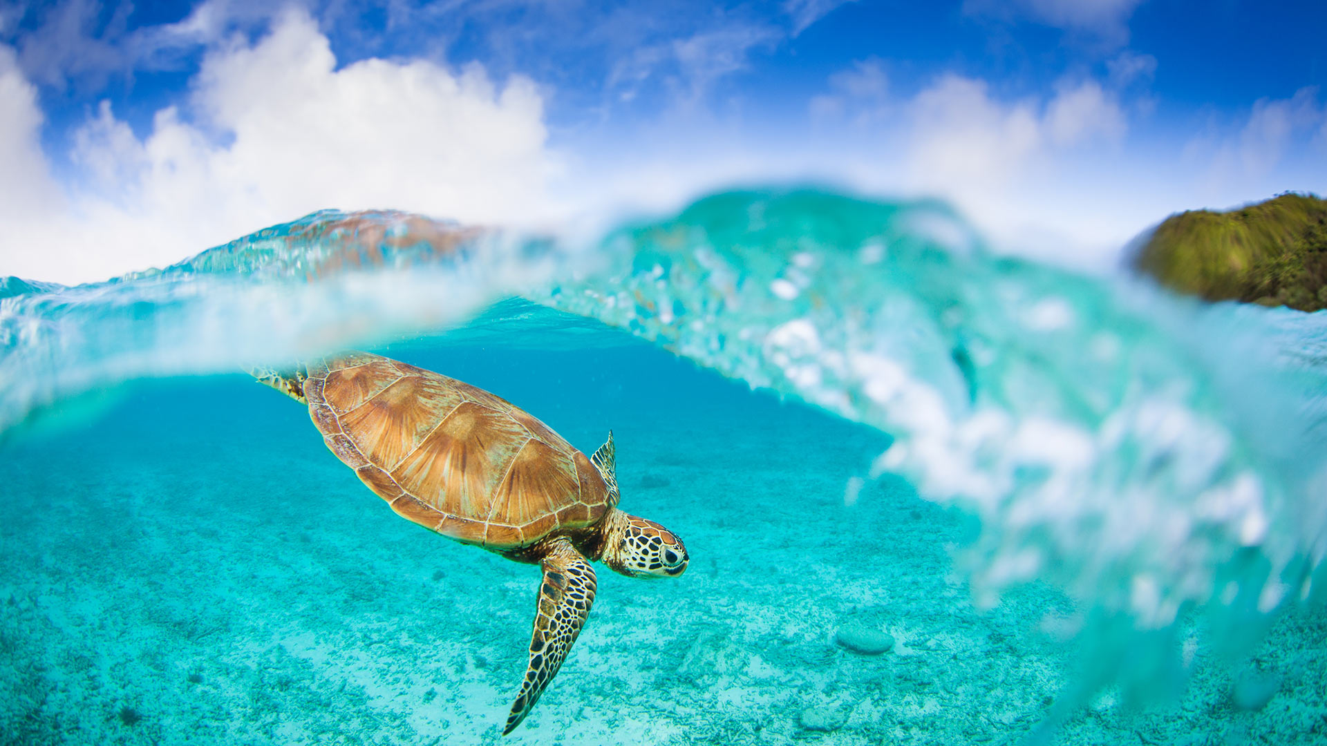 cute sea turtle wallpaper