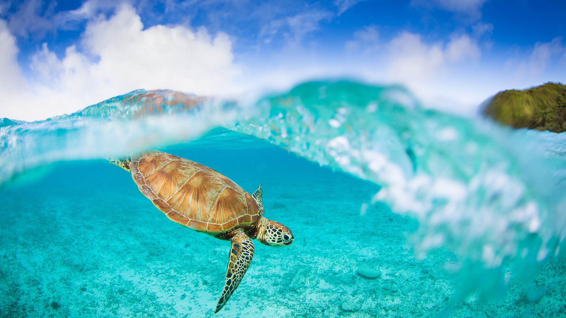 Tortoise Shell Laptop Wallpaper Tortoise Shell Laptop Wallpaper