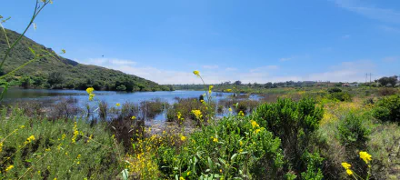 Scenic Southern California lake surrounded by vibrant wildflowers and greenery under a clear blue sky, showcasing nature’s beauty and hiking landscapes.