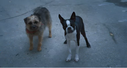 Two stray dogs, a scruffy tan dog and a black and white dog, standing on a street in a high-definition desktop wallpaper.