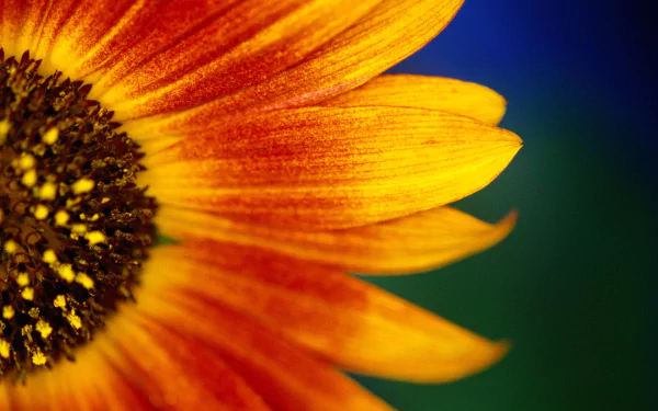 Vibrant sunflower in a beautiful natural setting, perfect for an HD desktop wallpaper.