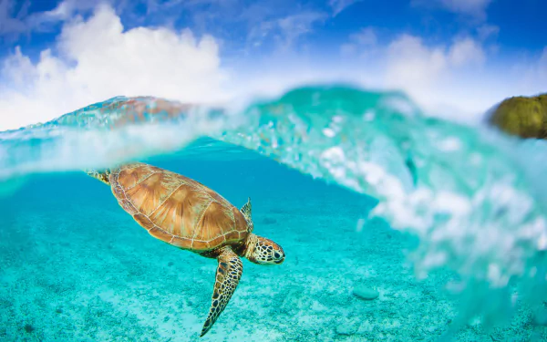 Animal sea turtle HD Desktop Wallpaper | Background Image