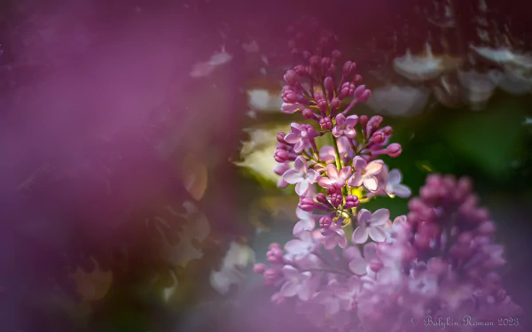 nature lilac HD Desktop Wallpaper | Background Image