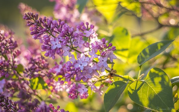 Nature Lilac Flowers HD Wallpaper | Background Image