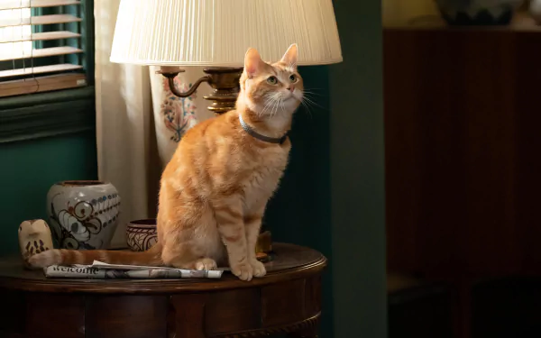 HD desktop wallpaper featuring a ginger cat from the movie The Marvels standing on a table next to a lamp, set in a cozy room ambiance.