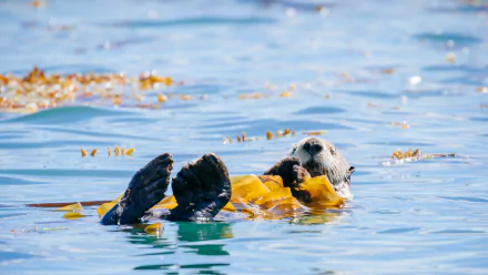  Sea otter in Bartlett Cove, Glacier Bay National Park and Preserve, Alaska by Andrew Peacock