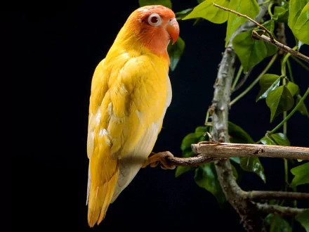 A vibrant yellow parrot perches on a branch, surrounded by lush green leaves. This stunning image serves as an HD desktop wallpaper and background, showcasing the beauty of this animal.