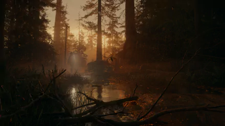 HD Alan Wake 2 desktop wallpaper featuring a mysterious sunset in a dense forest with a car's silhouette amidst the trees.