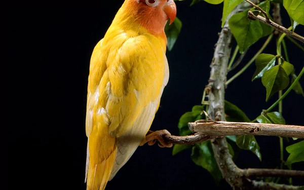 A vibrant yellow parrot perches on a branch, surrounded by lush green leaves. This stunning image serves as an HD desktop wallpaper and background, showcasing the beauty of this animal.