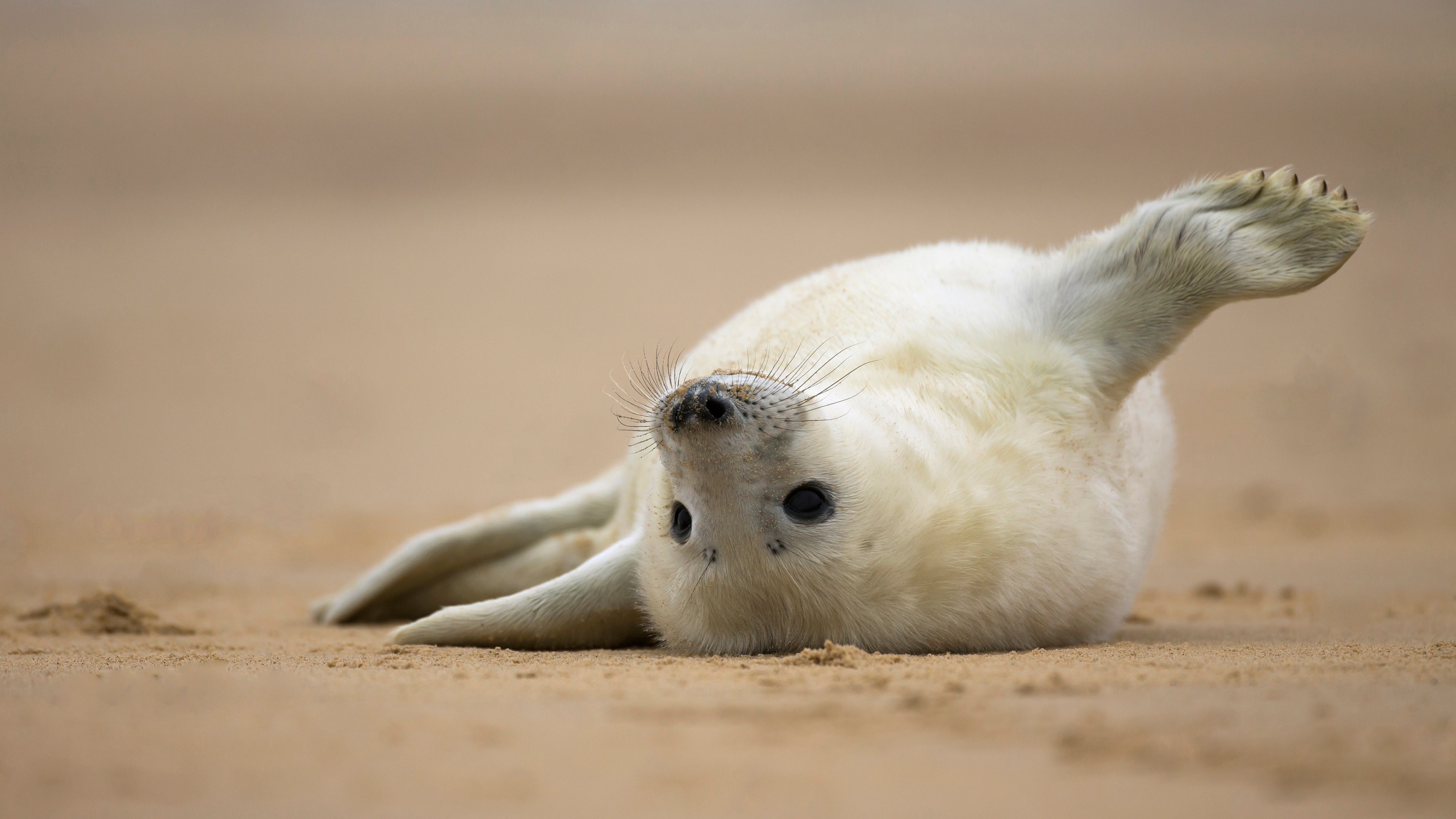 Grey seal pup on the beach of Norfolk, England by Vince Burton